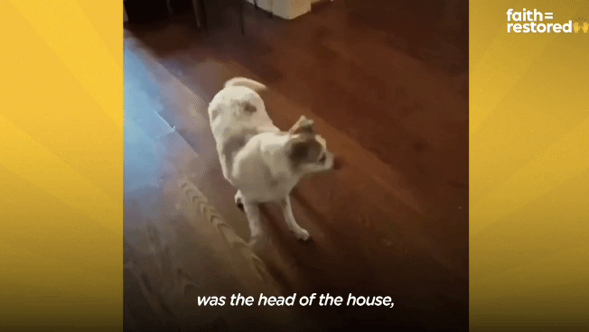 떠돌이 개에서 사랑받는 댕댕이가 되기까지.gif | 인스티즈