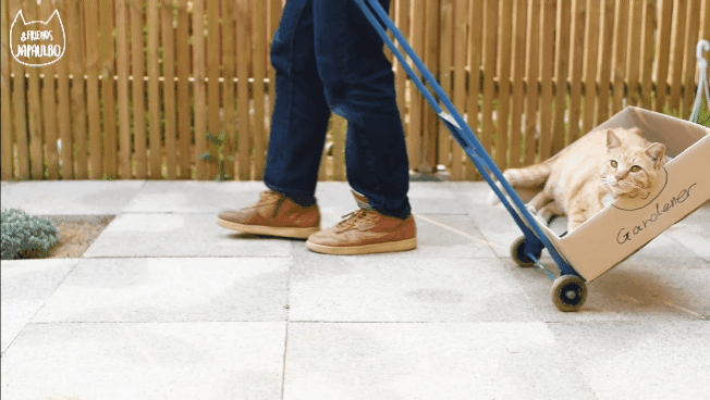 대낮부터 한 잔 걸친 고양이.gif | 인스티즈