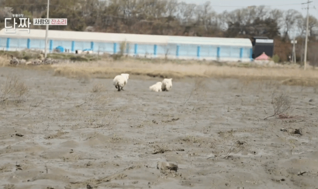 귀엽고 주인 할아버지가 웃긴 호빵이네 가족.jpg | 인스티즈