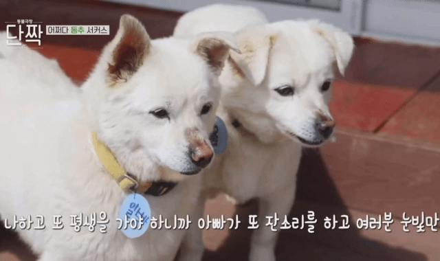 귀엽고 주인 할아버지가 웃긴 호빵이네 가족.jpg | 인스티즈