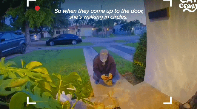 배송기사님 반기느라 바쁜 고양이.gif | 인스티즈