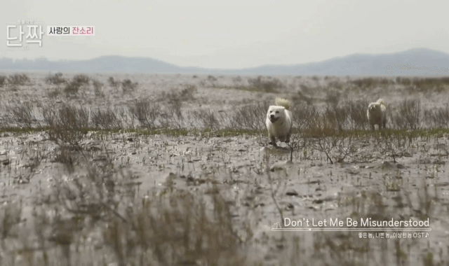 귀엽고 주인 할아버지가 웃긴 호빵이네 가족.jpg | 인스티즈