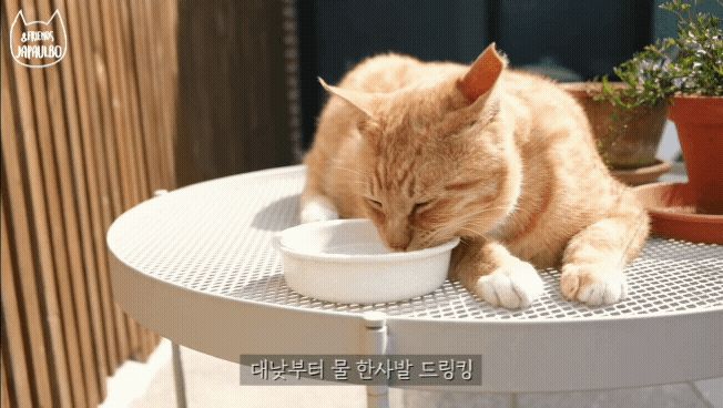 대낮부터 한 잔 걸친 고양이.gif | 인스티즈