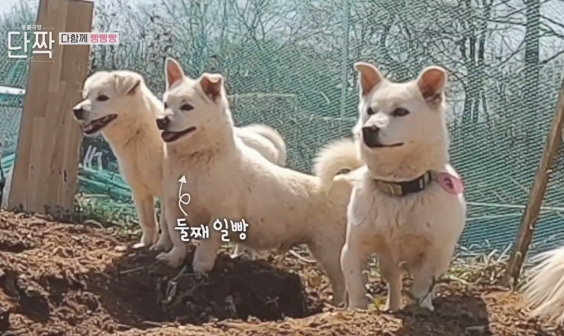 귀엽고 주인 할아버지가 웃긴 호빵이네 가족.jpg | 인스티즈