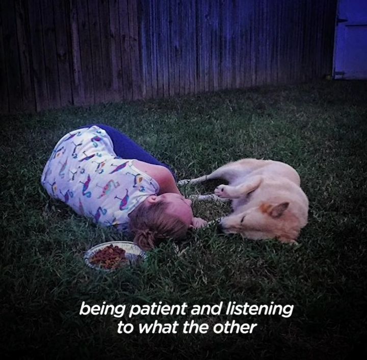 떠돌이 개에서 사랑받는 댕댕이가 되기까지.gif | 인스티즈