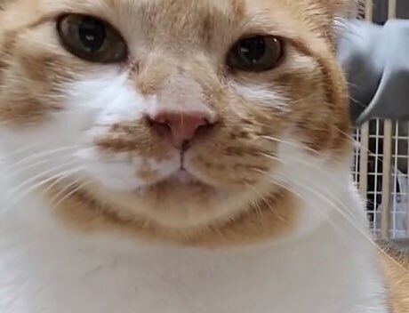 [똥괭이네] 무던한 고양이.gif | 인스티즈