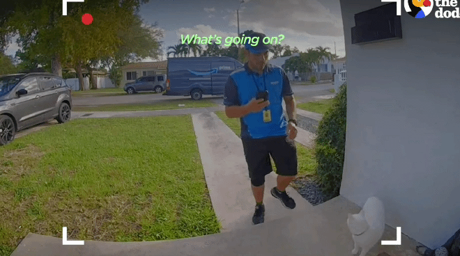 배송기사님 반기느라 바쁜 고양이.gif | 인스티즈