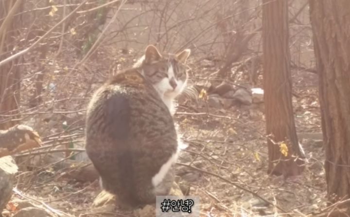 산냥이시절과 집냥이시절이 완전 다른 고양이 | 인스티즈