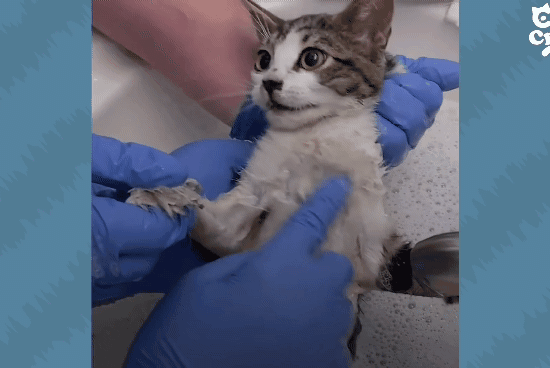 성격있는 아기고양이 정성으로 돌보기.gif | 인스티즈