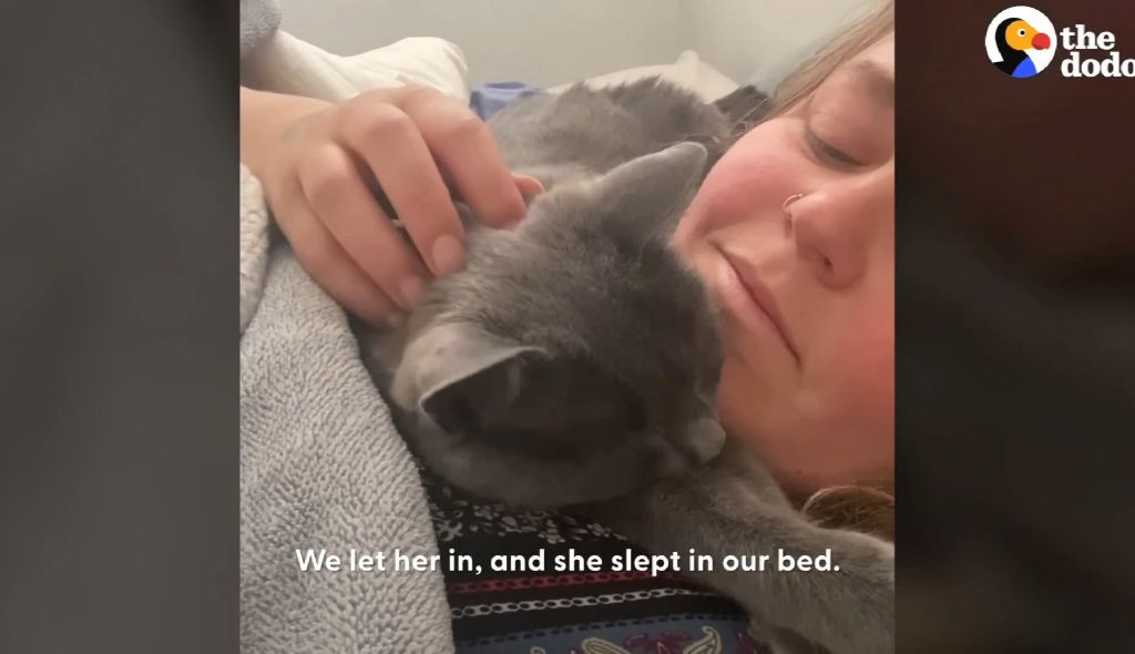 동백꽃 선물해주는 고양이.gif | 인스티즈