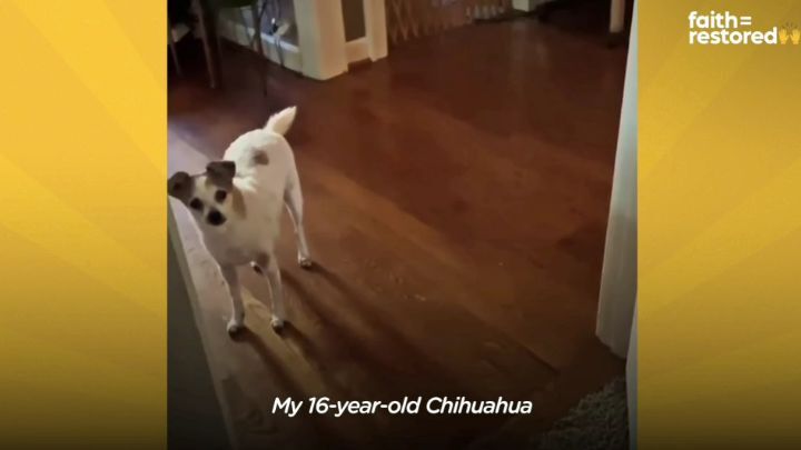 떠돌이 개에서 사랑받는 댕댕이가 되기까지.gif | 인스티즈