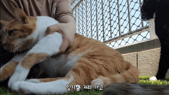 [똥괭이네] 무던한 고양이.gif | 인스티즈