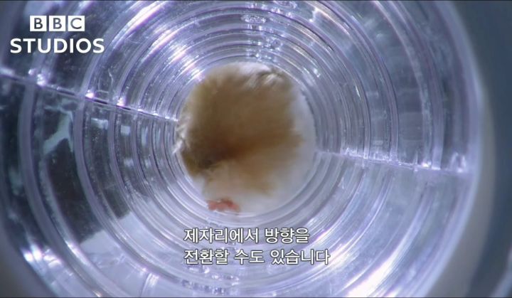 햄스터가 볼에 먹이를 저장하는법.gif | 인스티즈