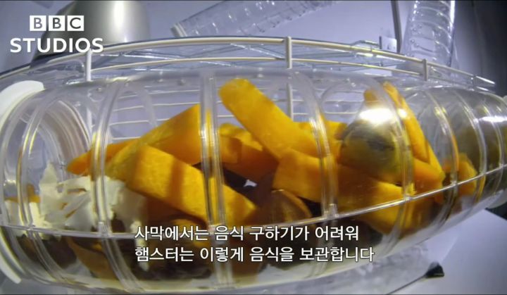 햄스터가 볼에 먹이를 저장하는법.gif | 인스티즈