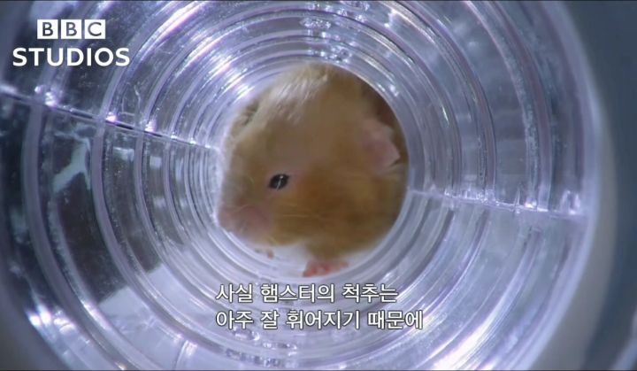 햄스터가 볼에 먹이를 저장하는법.gif | 인스티즈