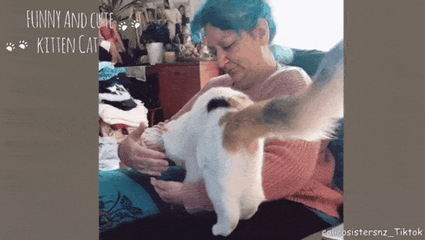 고양이가 집사에게 사랑을 표현할때.gif | 인스티즈