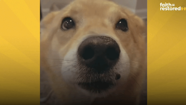 떠돌이 개에서 사랑받는 댕댕이가 되기까지.gif | 인스티즈