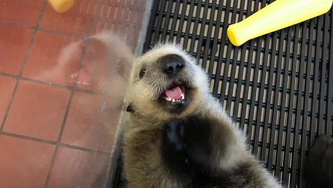 작고 소중한 새끼해달 구조 작전.gif | 인스티즈