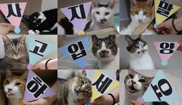 산냥이시절과 집냥이시절이 완전 다른 고양이 | 인스티즈