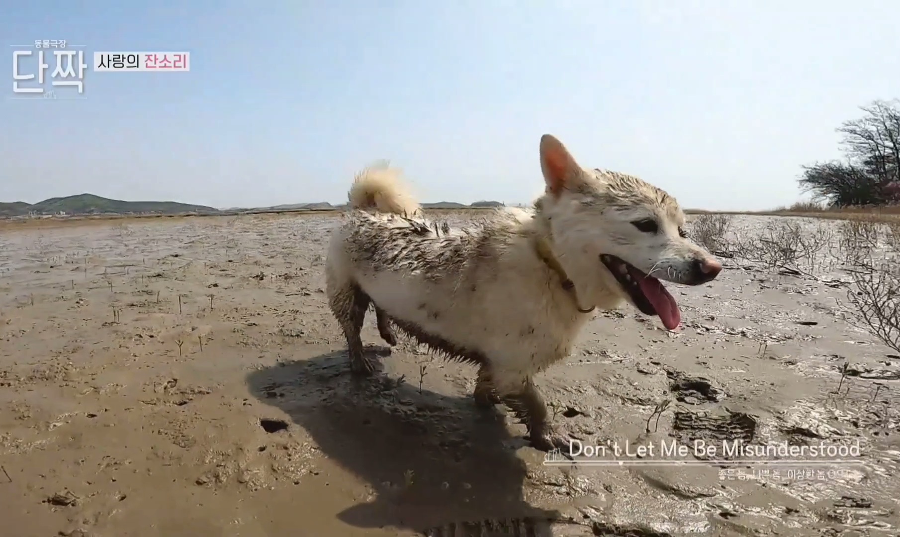 귀엽고 주인 할아버지가 웃긴 호빵이네 가족.jpg | 인스티즈