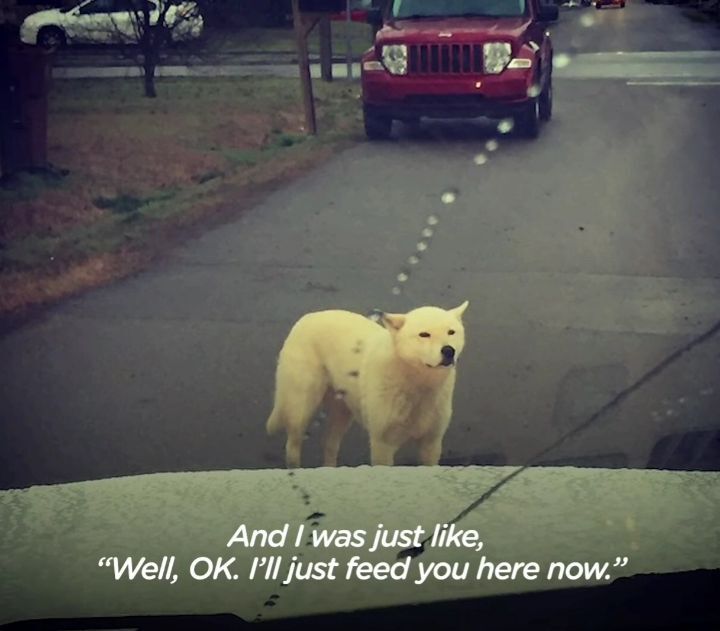 떠돌이 개에서 사랑받는 댕댕이가 되기까지.gif | 인스티즈