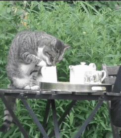 설교중인데 뒤에서 우유 훔는 고양이.gif | 인스티즈