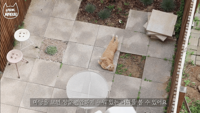 대낮부터 한 잔 걸친 고양이.gif | 인스티즈