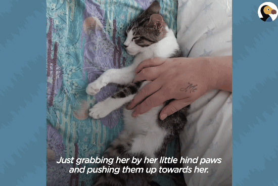 성격있는 아기고양이 정성으로 돌보기.gif | 인스티즈