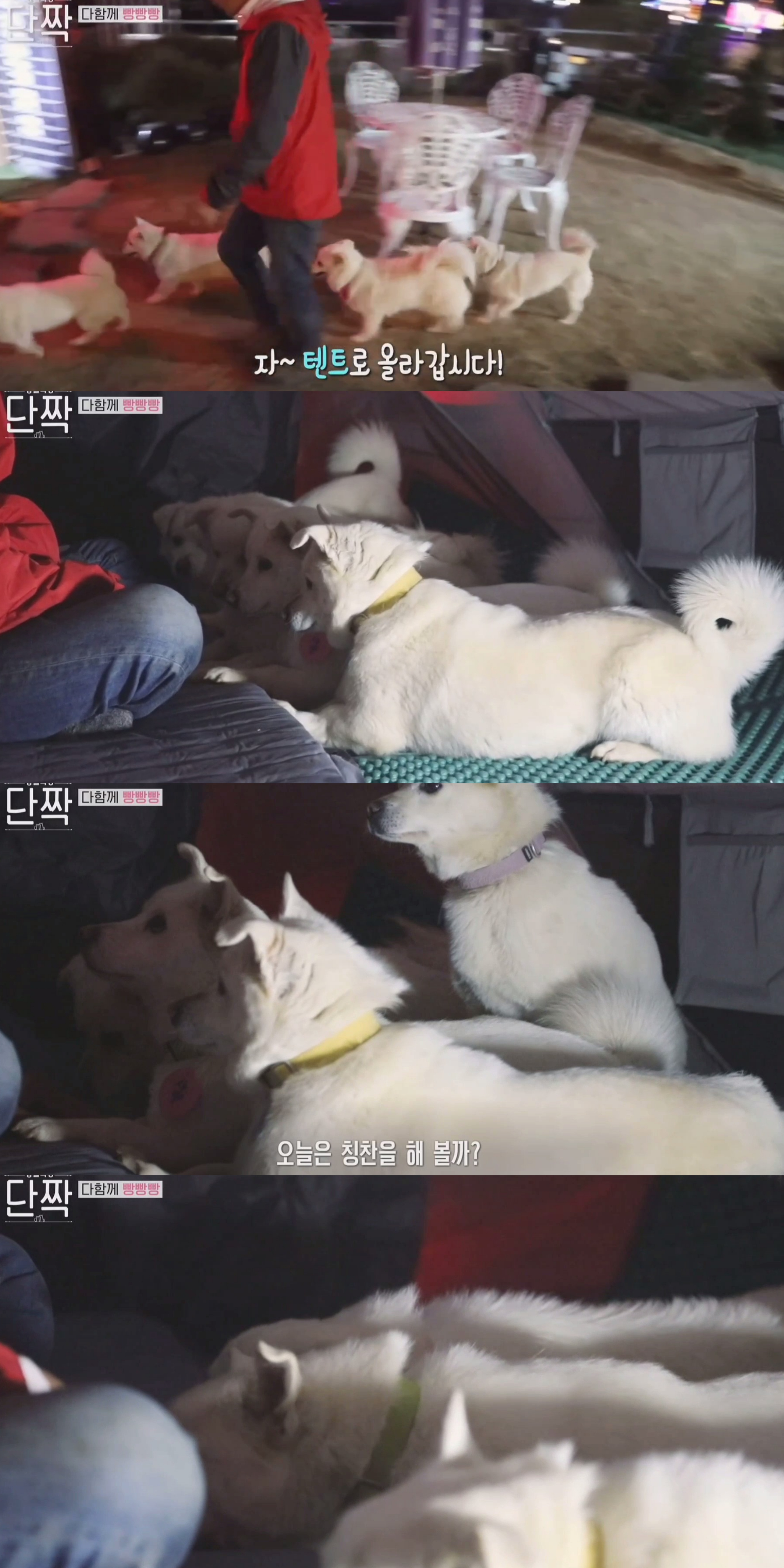 귀엽고 주인 할아버지가 웃긴 호빵이네 가족.jpg | 인스티즈