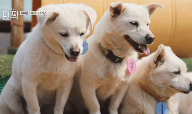 귀엽고 주인 할아버지가 웃긴 호빵이네 가족.jpg | 인스티즈