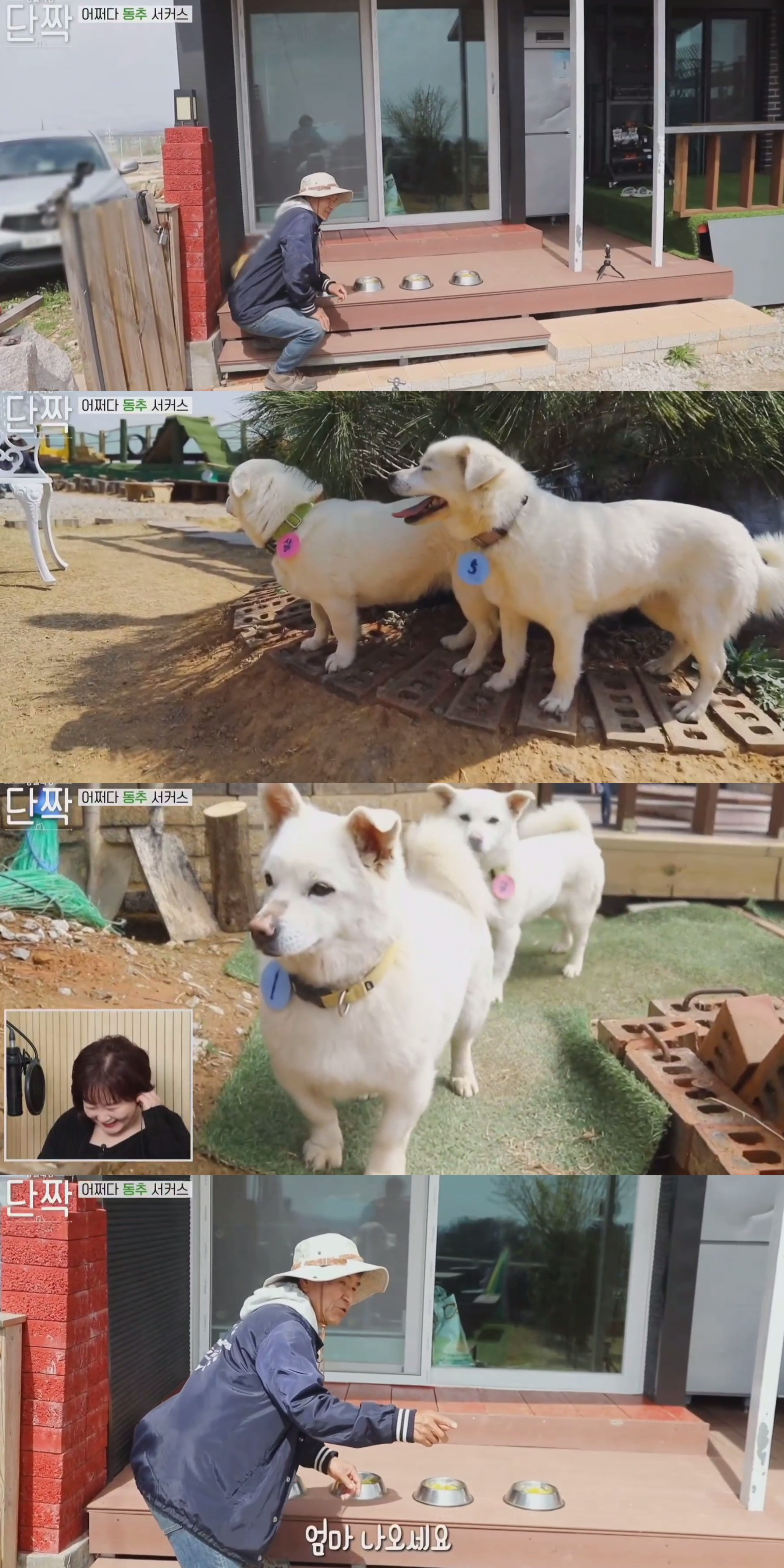 귀엽고 주인 할아버지가 웃긴 호빵이네 가족.jpg | 인스티즈