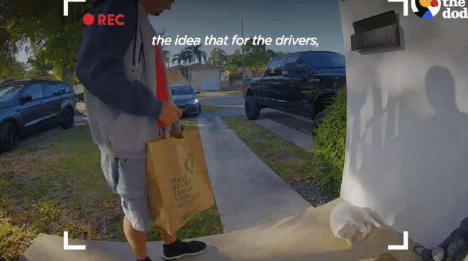 배송기사님 반기느라 바쁜 고양이.gif | 인스티즈