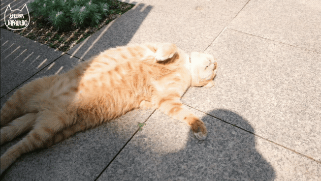 대낮부터 한 잔 걸친 고양이.gif | 인스티즈