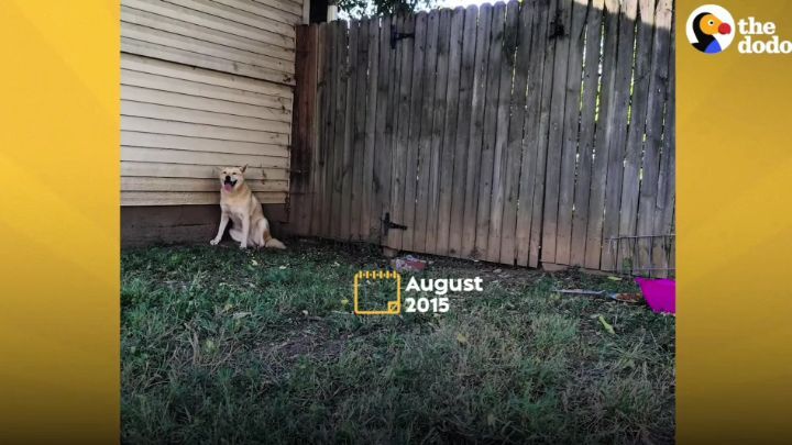 떠돌이 개에서 사랑받는 댕댕이가 되기까지.gif | 인스티즈