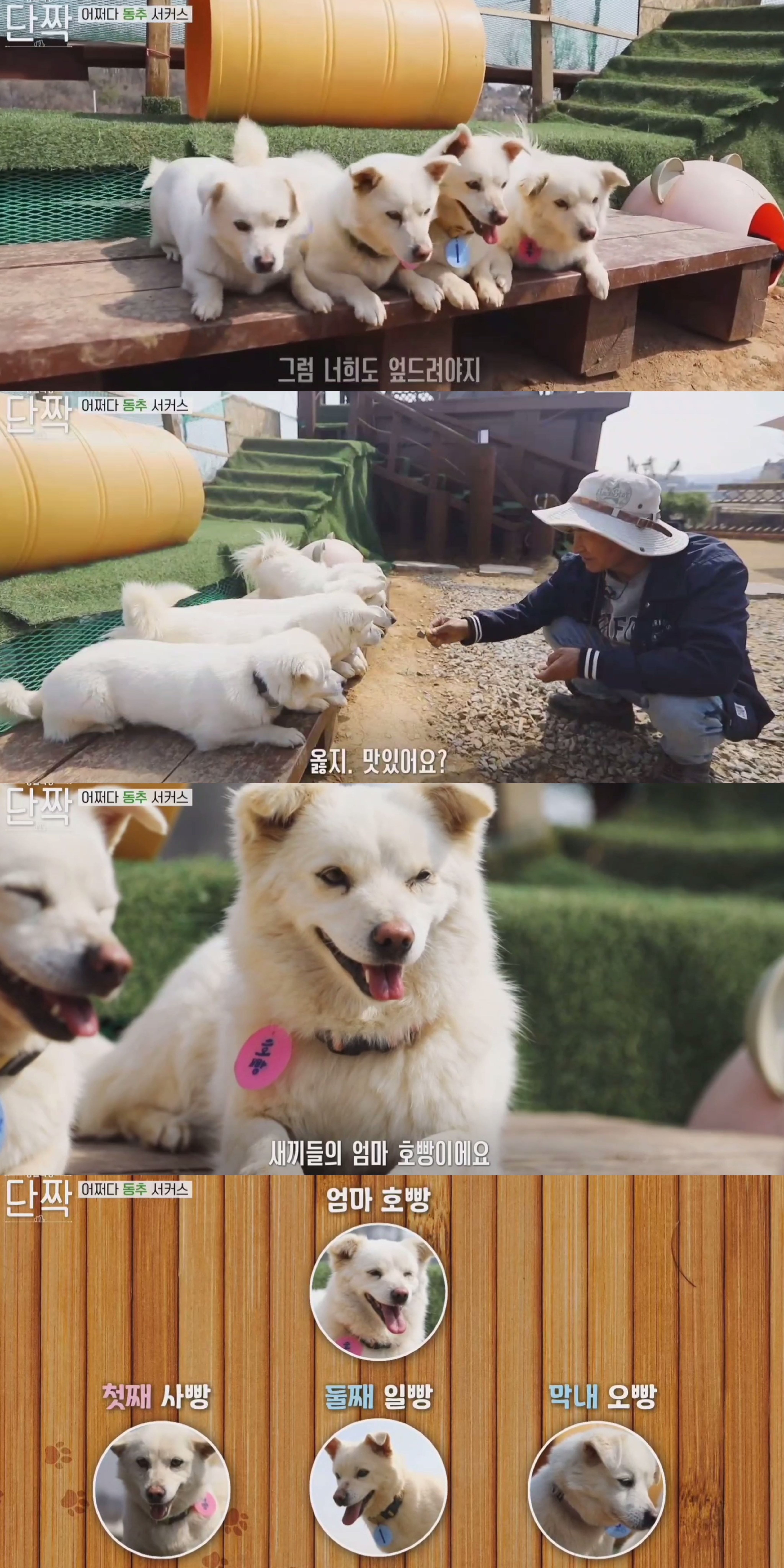 귀엽고 주인 할아버지가 웃긴 호빵이네 가족.jpg | 인스티즈