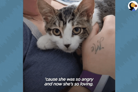 성격있는 아기고양이 정성으로 돌보기.gif | 인스티즈