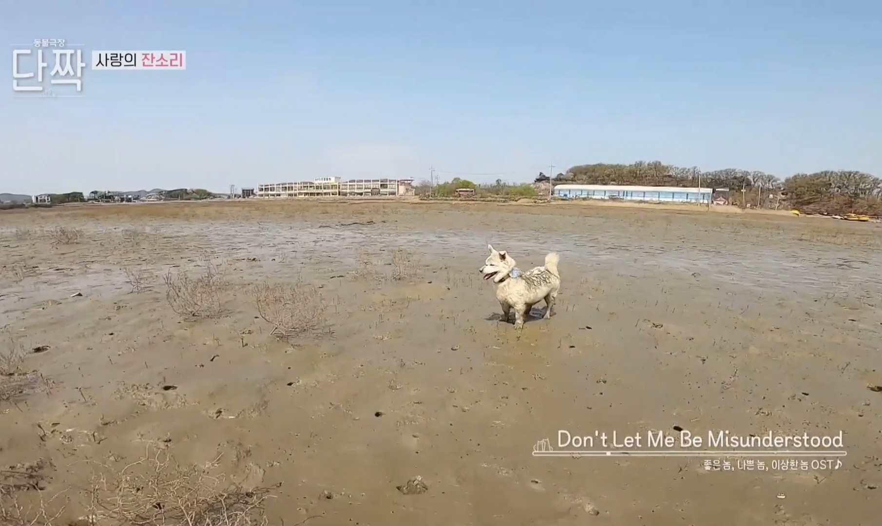 귀엽고 주인 할아버지가 웃긴 호빵이네 가족.jpg | 인스티즈