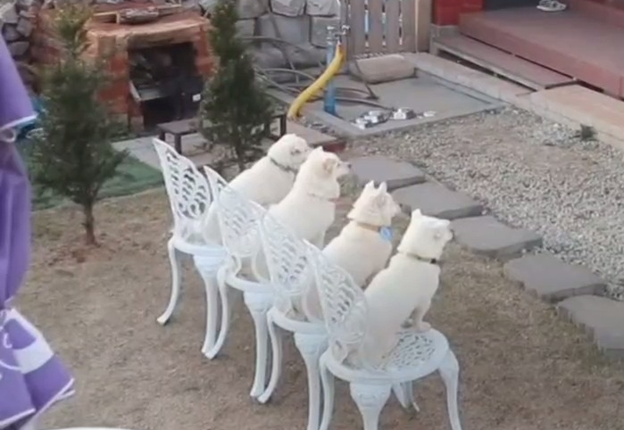 귀엽고 주인 할아버지가 웃긴 호빵이네 가족.jpg | 인스티즈