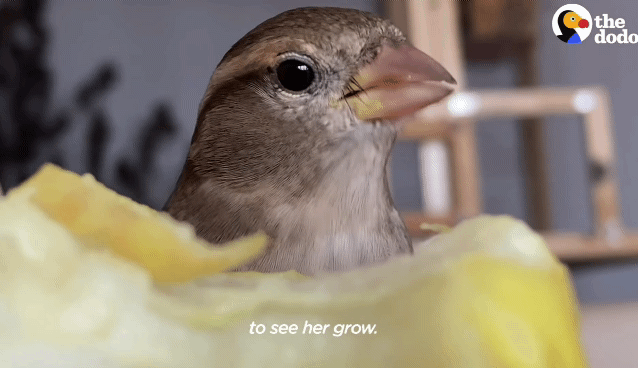 bdd0a4d59c1c30c0056670a2063aaaace2fc1aae