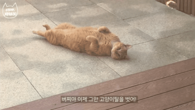 대낮부터 한 잔 걸친 고양이.gif | 인스티즈