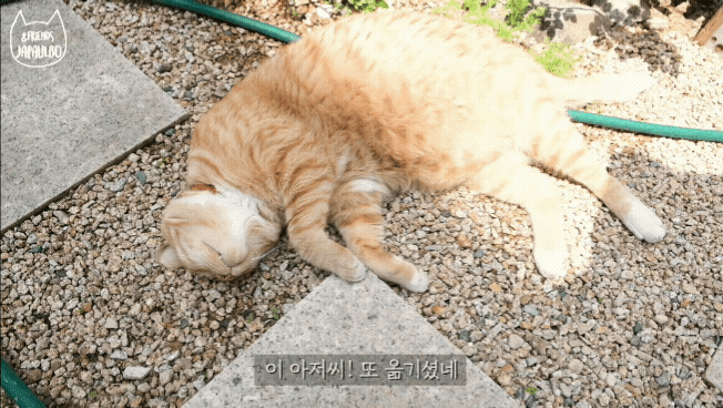 대낮부터 한 잔 걸친 고양이.gif | 인스티즈