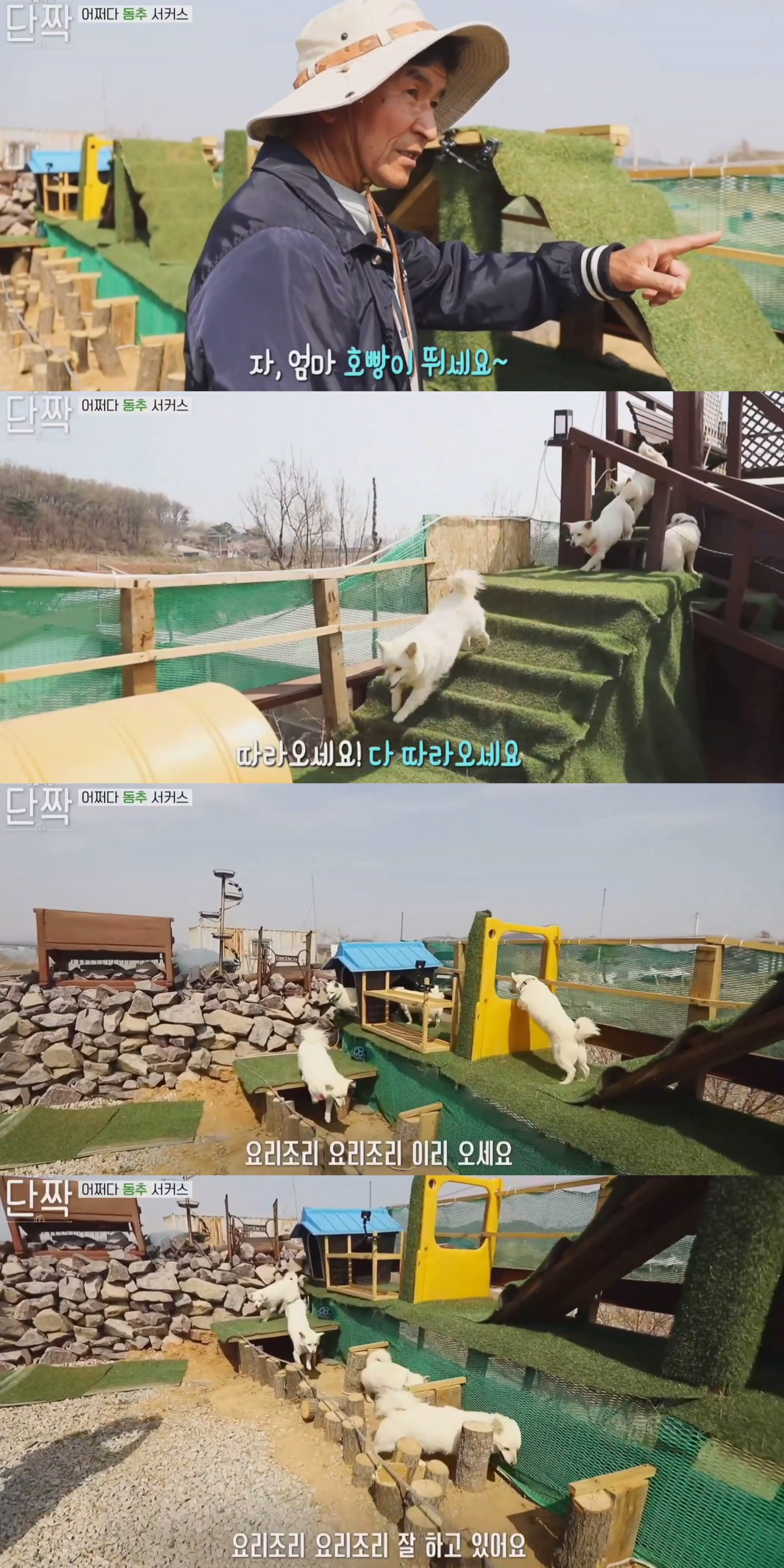 귀엽고 주인 할아버지가 웃긴 호빵이네 가족.jpg | 인스티즈