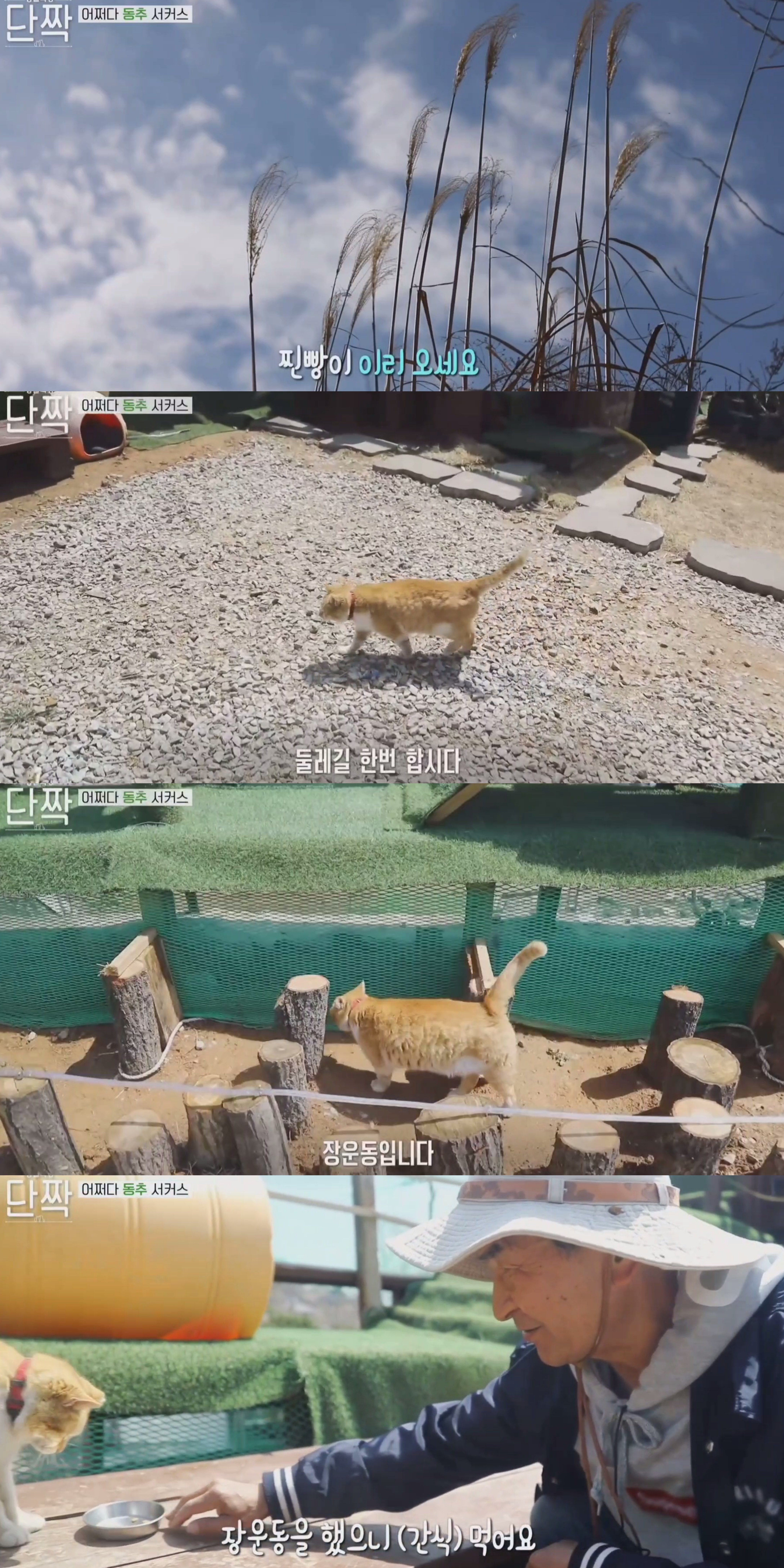 귀엽고 주인 할아버지가 웃긴 호빵이네 가족.jpg | 인스티즈