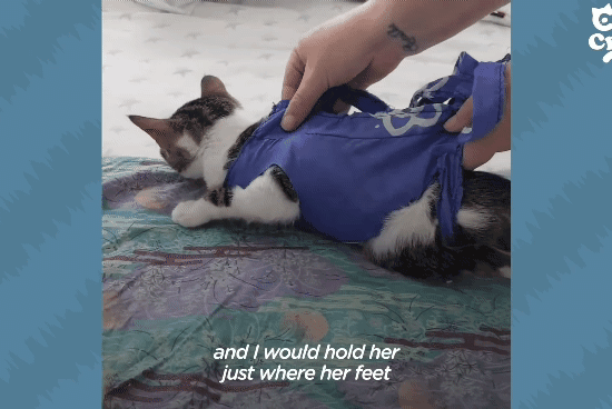 성격있는 아기고양이 정성으로 돌보기.gif | 인스티즈