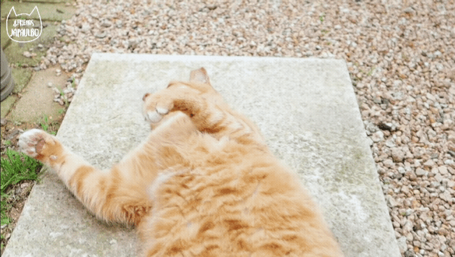 대낮부터 한 잔 걸친 고양이.gif | 인스티즈