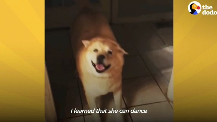 떠돌이 개에서 사랑받는 댕댕이가 되기까지.gif | 인스티즈