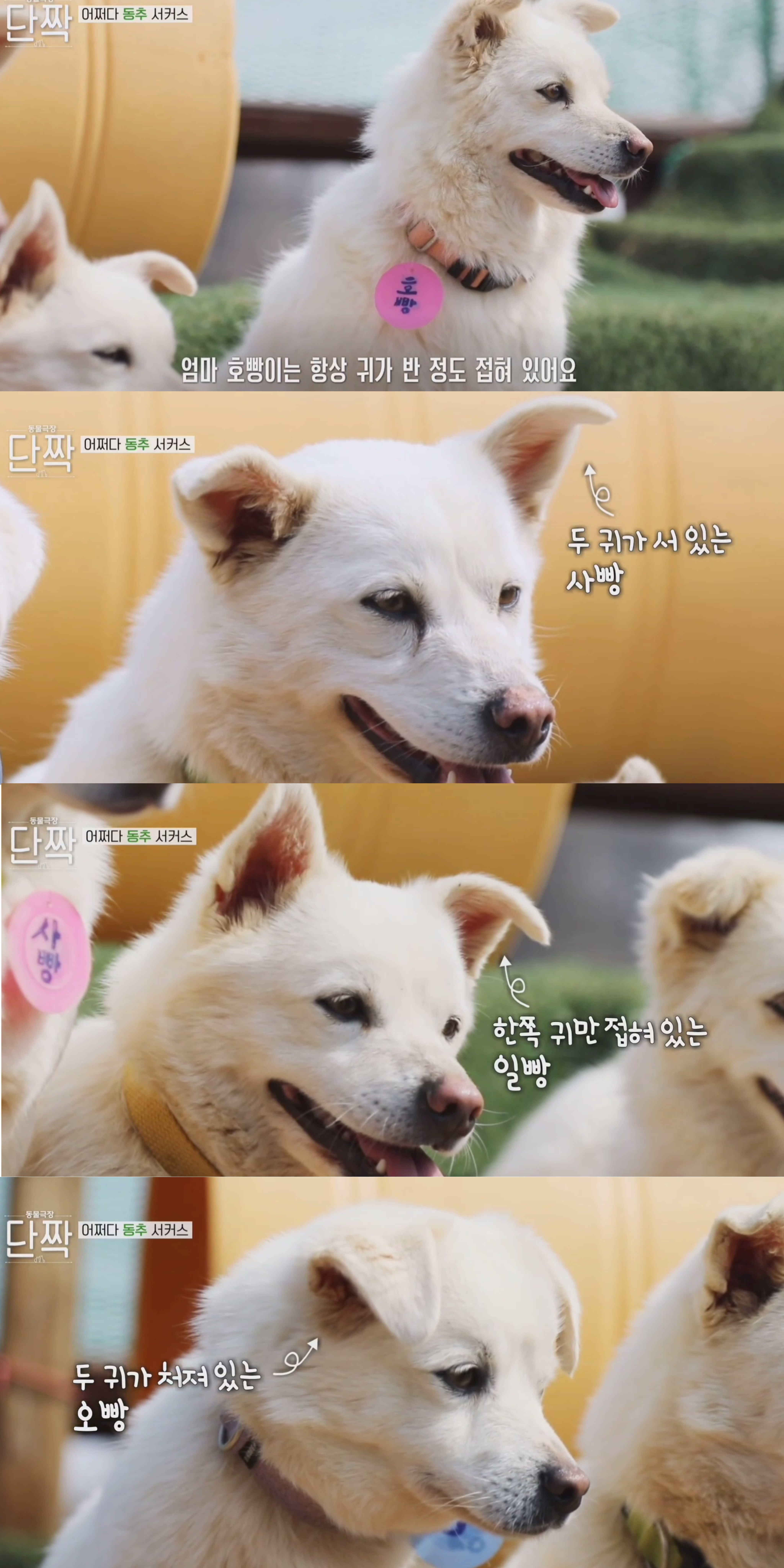 귀엽고 주인 할아버지가 웃긴 호빵이네 가족.jpg | 인스티즈