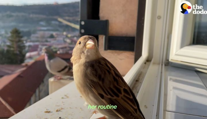 ce7d425250965772e264309820b9dc2e3a295a3b