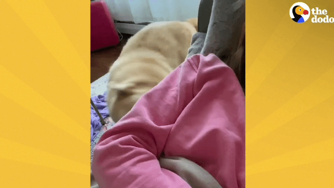 떠돌이 개에서 사랑받는 댕댕이가 되기까지.gif | 인스티즈