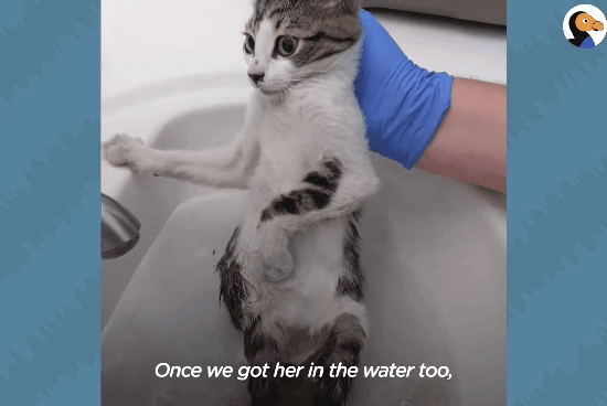 성격있는 아기고양이 정성으로 돌보기.gif | 인스티즈